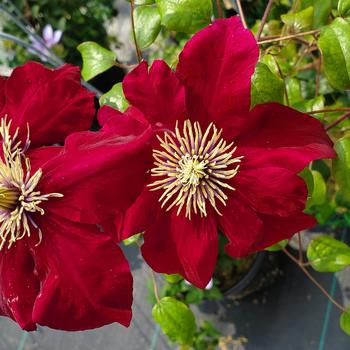Clematis 'Charmaine' (315255)