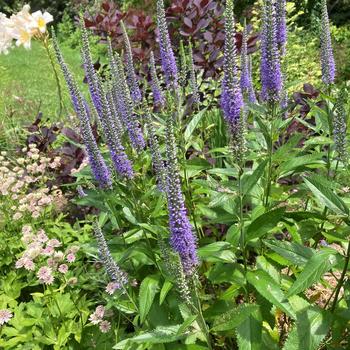 Veronica 'SeaSide™'