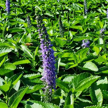 Veronica 'SeaSide™' (315258)