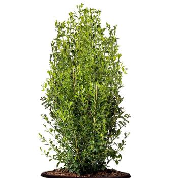 Buxus Better Boxwood 'Heritage™' (315259)