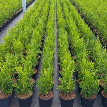Buxus 'HER2010B02' PP32309
