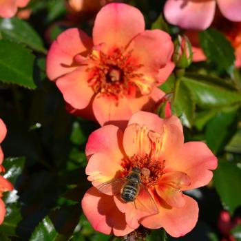 Rosa Flower Carpet&reg; '' (315262)