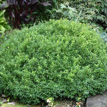 Buxus sinica var. insularis 'RLH-BI' PP24443