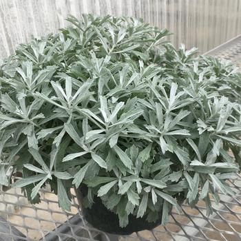 Artemisia ludoviciana 'G19123' PP33773