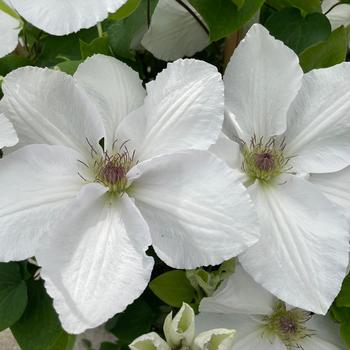 Clematis 'Guernsey Flute™' 