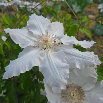 Clematis 'Guernsey Flute™' (315268)