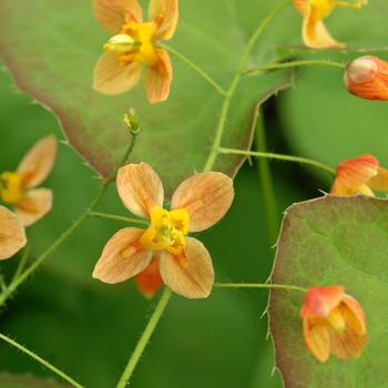 Epimedium x warleyense 'Orange Queen' (315269)