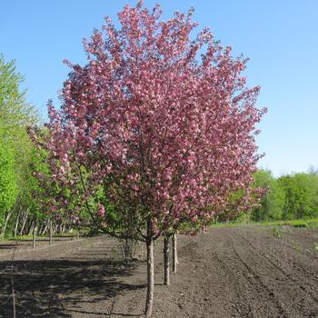 Malus 'DURLAWRENCE' PP23092P2