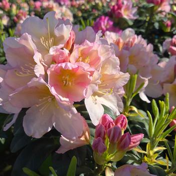 Rhododendron 'HoldenRhodo213' PP34540