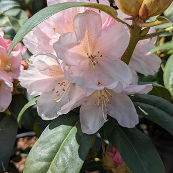Rhododendron 'Holden's Peach' (315275)
