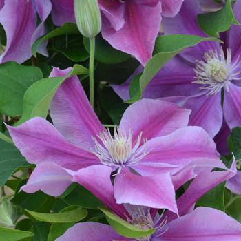 Clematis 'Evipo 113' USPP29492P2