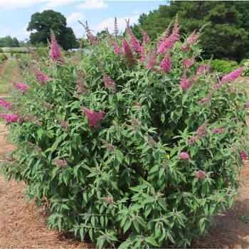 Buddleia davidii 'Bailbudone' PPAT