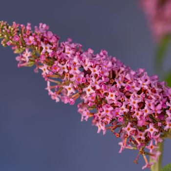 Buddleia davidii 'Trippy Pink&reg;' (315278)