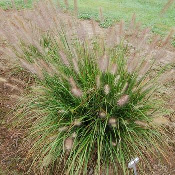 Pennisetum alopecuroides 'Tift PA5'
