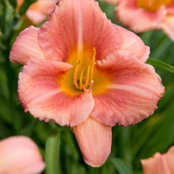 Hemerocallis 'Peach Blast'