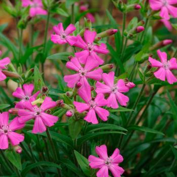 Silene caroliniana var. wherryi 'Short and Sweet' 