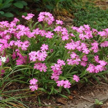 Silene caroliniana var. wherryi 'Short and Sweet' (315288)