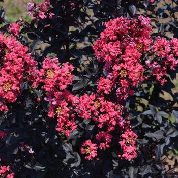 Lagerstroemia 'Midnight Magic™' (315289)