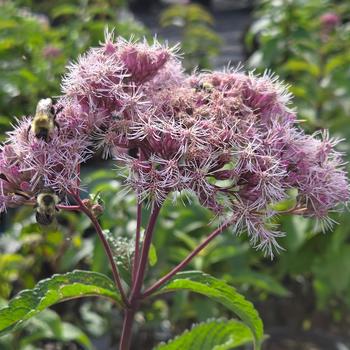 Eupatorium maculatum
