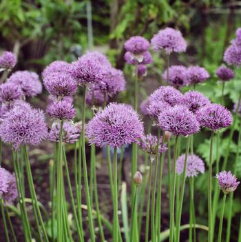 Allium 'Pinball Wizard' 
