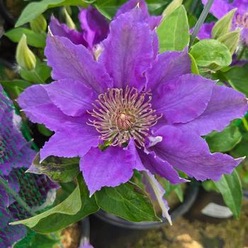 Clematis Tudor Patio™ 'Bijou™' (315296)