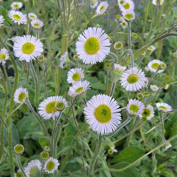Erigeron pulchellus var. pulchelus 'Lynnhaven Carpet' 
