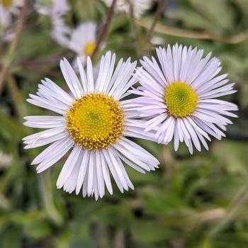 Erigeron pulchellus var. pulchelus 'Lynnhaven Carpet' (315299)