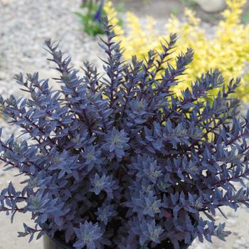 Sedum 'Sapphire Tuffet' 