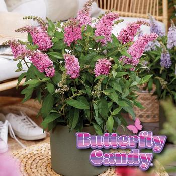 Buddleia davidii 'BotEx 005' PP34703