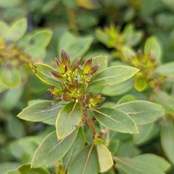 Ilex glabra 'Forever Emerald&trade;' PP15208