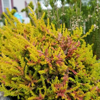 Calluna vulgaris 'Carnival' (315308)