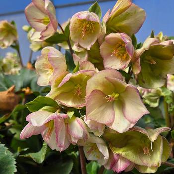 Helleborus 'Ice 'n Roses&reg; Picotee' PP28,550