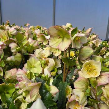 Helleborus HGC&reg; 'Ice 'n Roses&reg; Picotee' (315311)