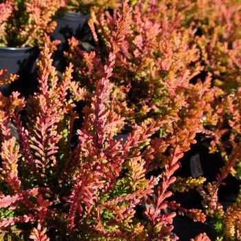 Calluna vulgaris 'Carnival' 