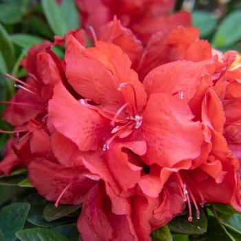Rhododendron 'RLH2-2PA1S' PP27438P3