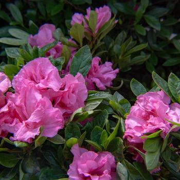 Rhododendron 'RLH2-3P8-2' PP27602P2