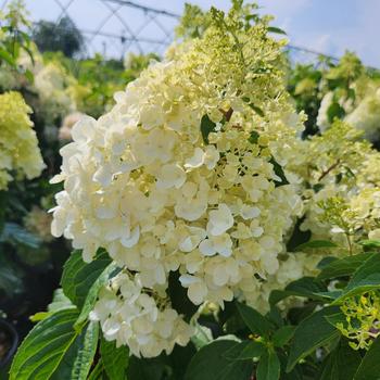 Hydrangea paniculata 'Lot-A-Love™ Pink' (315316)