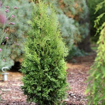 Thuja occidentalis 'King of Brabant' PP18,202