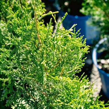 Thuja occidentalis 'Private Jet&trade;' (315321)