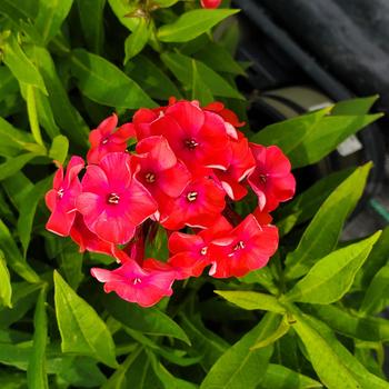 Phlox paniculata 'Ruby' USPP 27,660