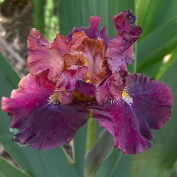 Iris germanica 'Raptor Red'