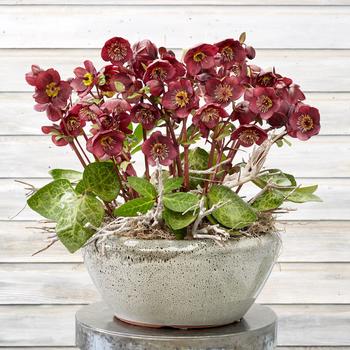 Helleborus 'Vibey Velvet' 31,293