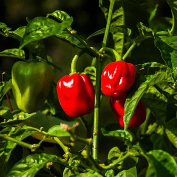 Capsicum annuum 'Red Habanero' 
