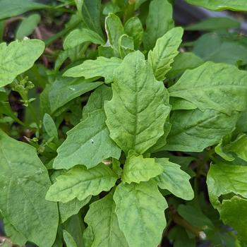 Dysphania ambrosioides 