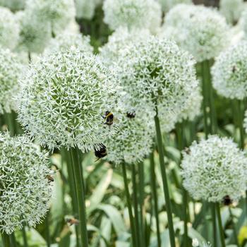 Allium 'Mount Everest' 