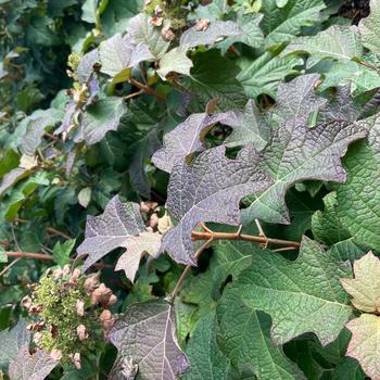 Hydrangea quercifolia 'Toy Soldier™' (315332)