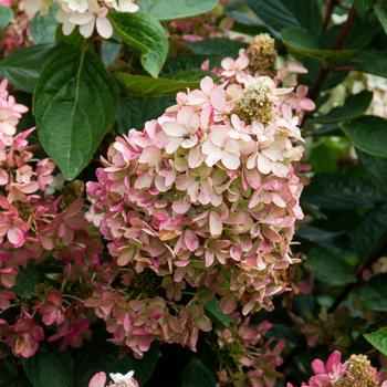 Hydrangea paniculata 'Kolmavesu' PP26928