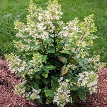Hydrangea paniculata 'Flare™' (315334)