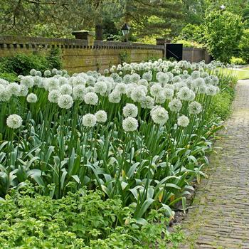 Allium 'Mount Everest' (315335)