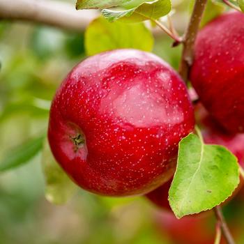 Malus 'MN80' USPP17475P2